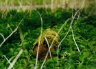 2001 04 28 noord aa boomstam